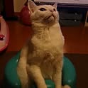 shi2