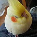 ponta
