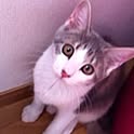 Lily