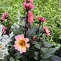 pinkflower_Potager