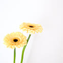 w_flower