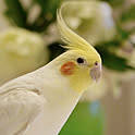 piyo