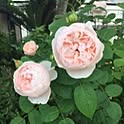 mayu