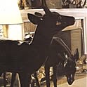 cck