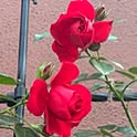RoseLife5818