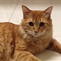 cat20
