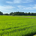 hidetoko
