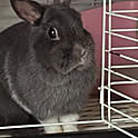 tomo
