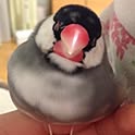 kaoribon