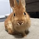 yucoco