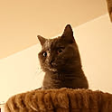 Hideki
