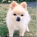 Maki