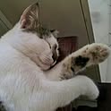 eriko_meets_cat