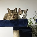 natsu.mitsu