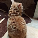 miri