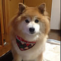 Ryo