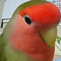 sora