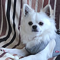 renren
