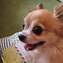 MOCOMOCO