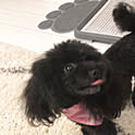 sachi