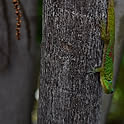 emirio