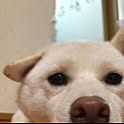 Miyuki