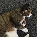 Bosco