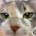 temaneko