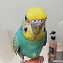 mitsu