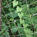 einoie