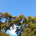 yuzupino