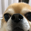 may