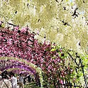 garden.numa