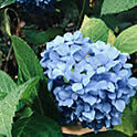 myu