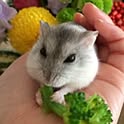 yuki