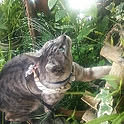 Annechan