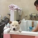 hachi