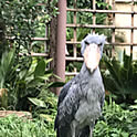 AtsuFuji
