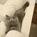 tomo
