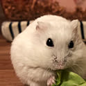 yuzu
