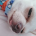 shiori