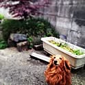 maru