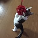 kamekoron