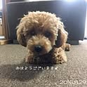 sora