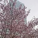 Etsuko