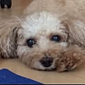 fulldog
