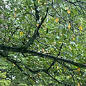 Risu
