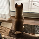 yasu
