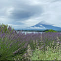 Naho