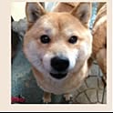 okachan.wd